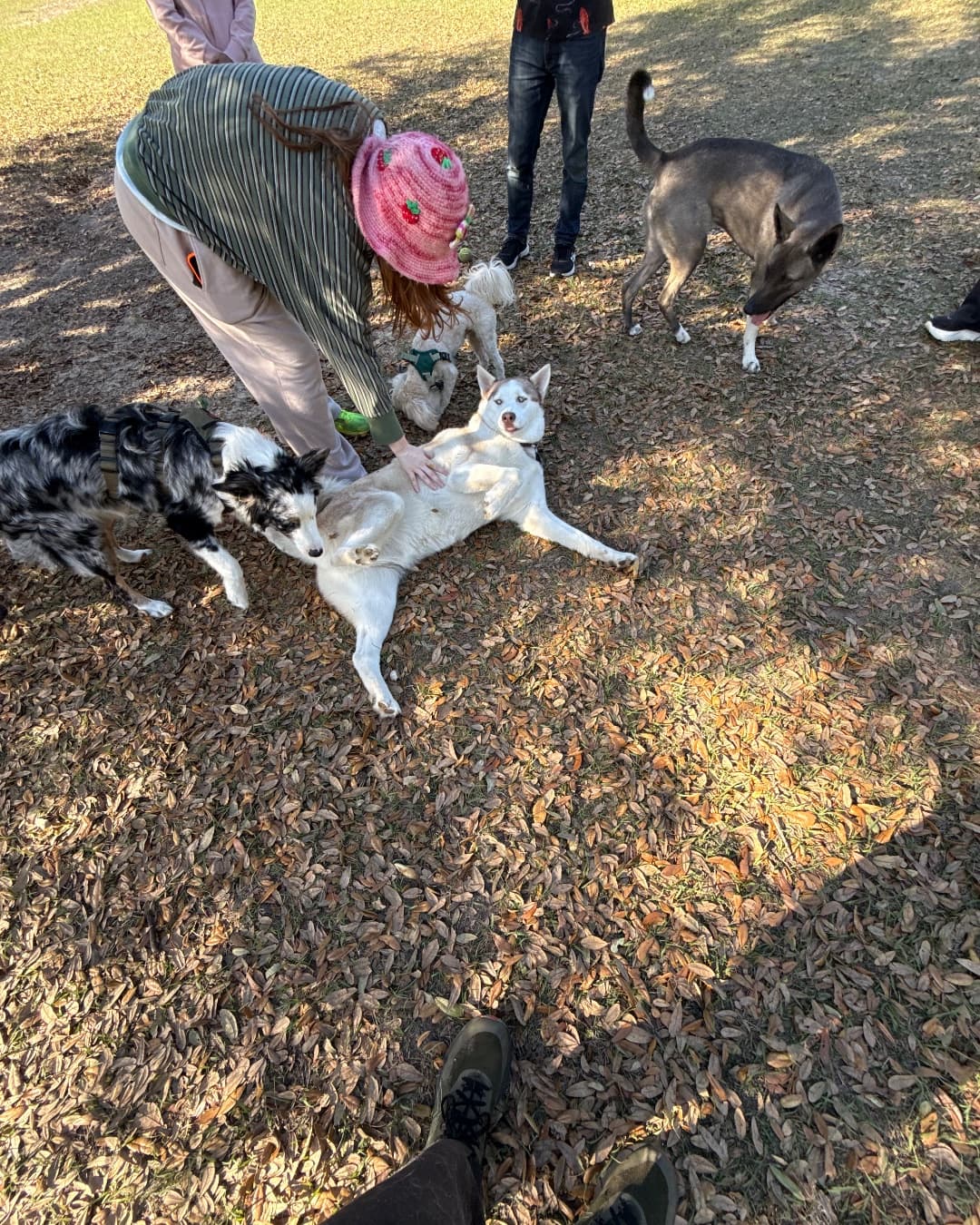 Dogs and their people at a community dog park